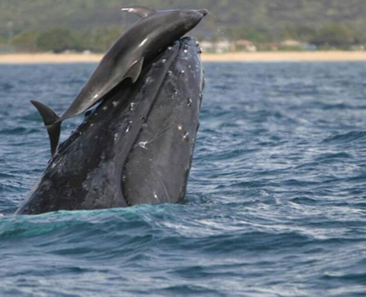 Delfines y ballenas jugando al caballito en Hawái