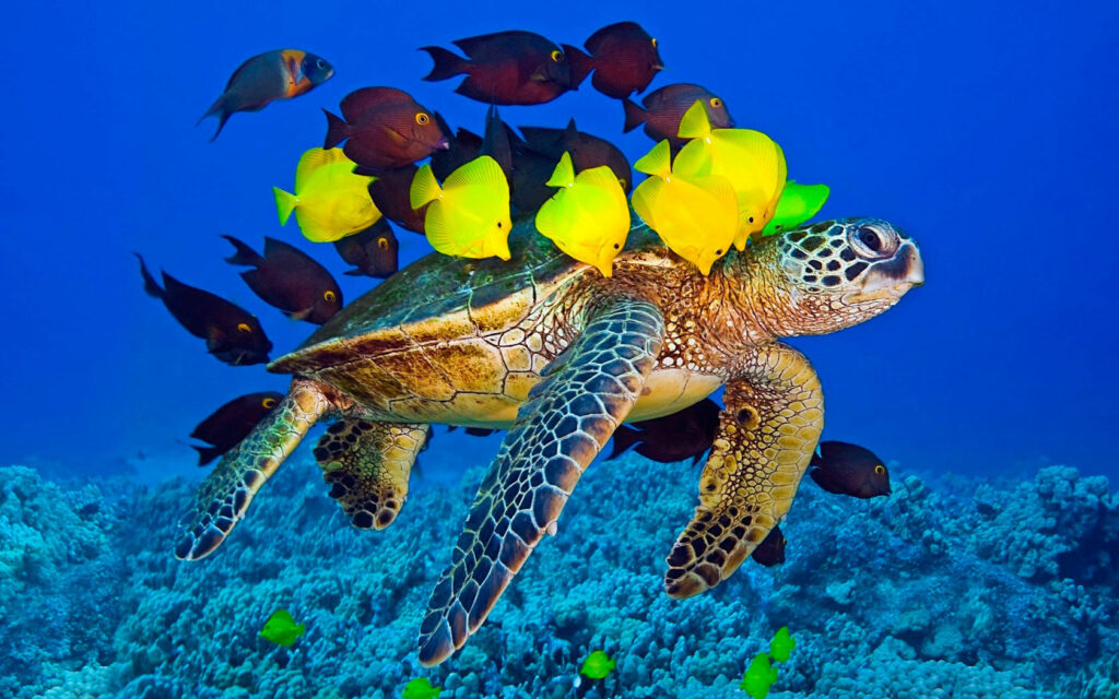 Demuestran que las islas son oasis de vida oceánica 1 demuestran que las islas son oasis de vida oceanica Demuestran que las islas son oasis de vida oceánica