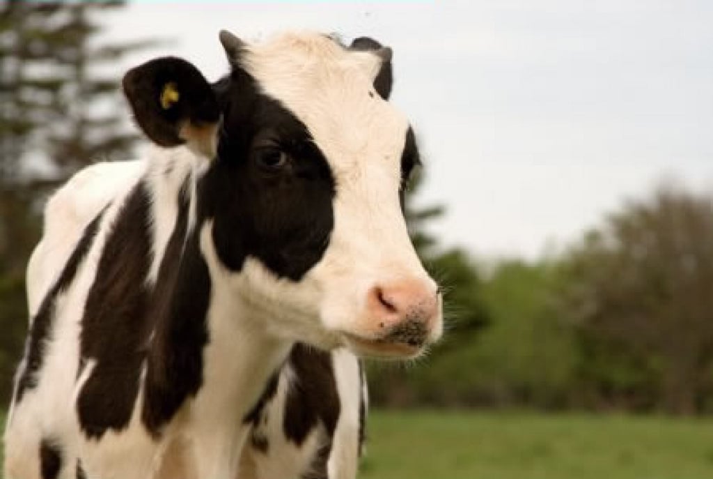 Dentro de unos siglos las vacas serán los mamíferos terrestres más grandes