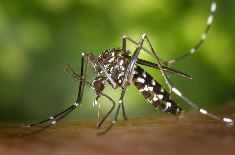 Desarrollan dos vacunas contra el Zika efectivas en ratones