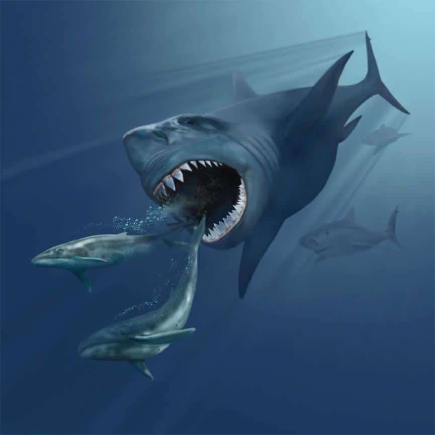 Descubierta una nueva extinción de megafauna marina