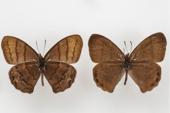 Descubren que se trataba de una nueva mariposa… 60 años después