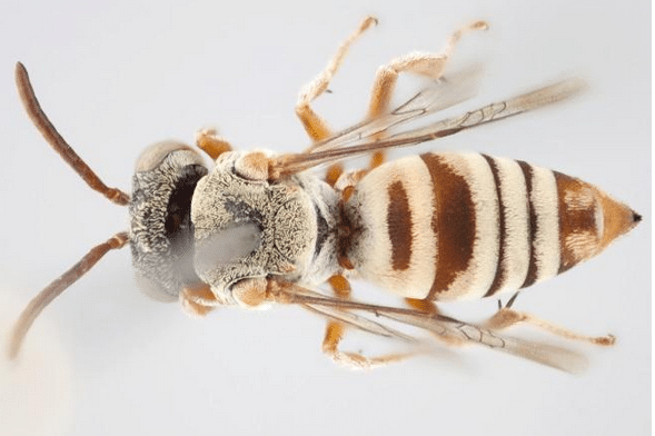 Descubren 15 nuevas especies de abejas