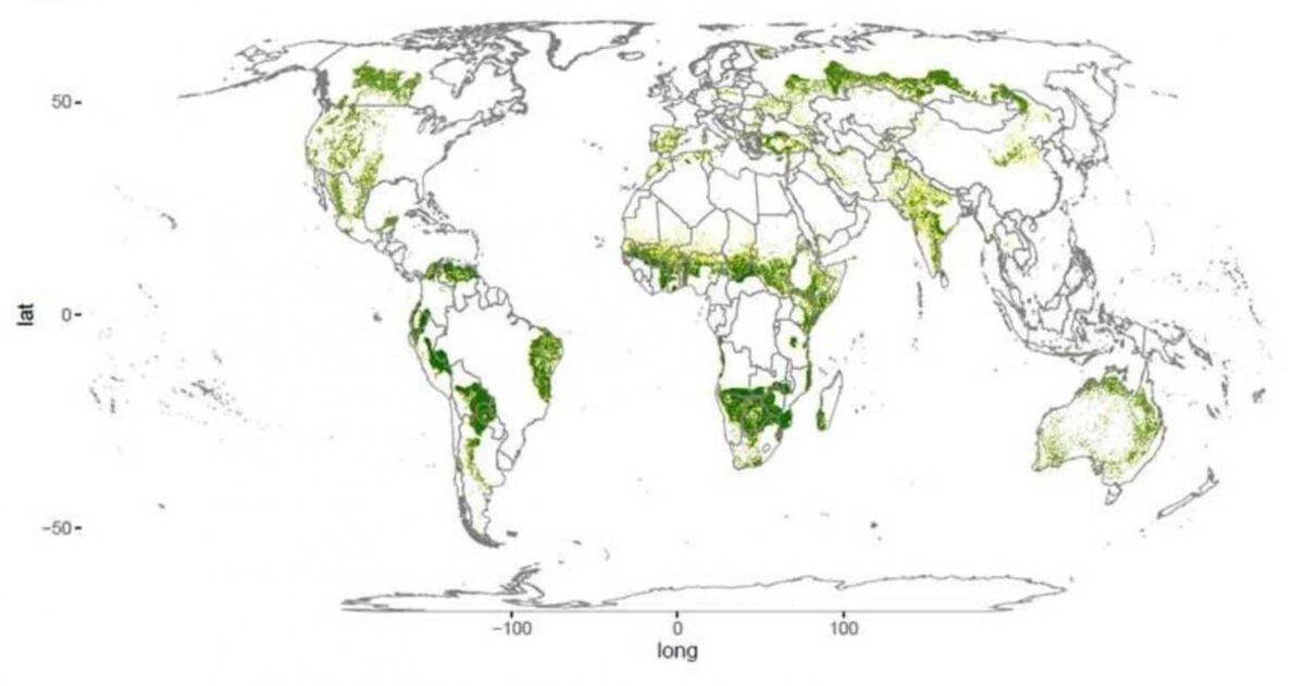 “Descubren” bosques perdidos: 4,6 millones de km2 de árboles
