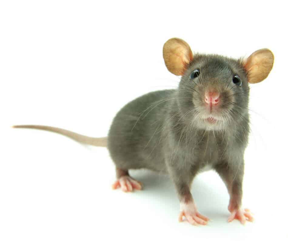 Descubren cómo convertir a los ratones en criaturas feroces