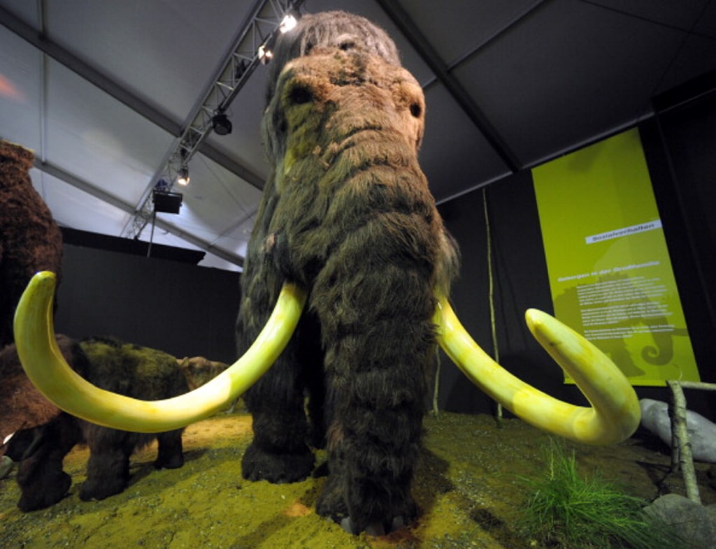 Descubren como murieron los últimos trescientos mamuts