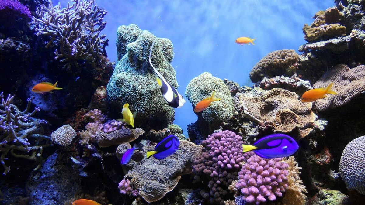 Descubren corales zombis