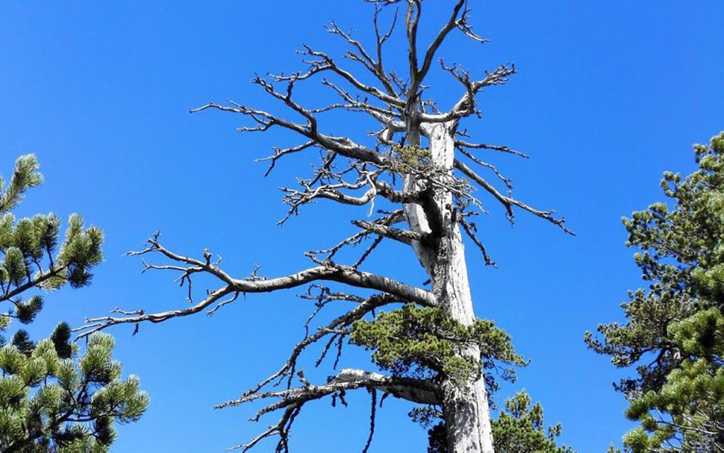 Descubren el árbol más viejo de Europa