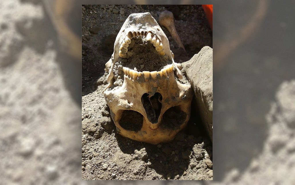 Descubren el cráneo del hombre decapitado de Pompeya