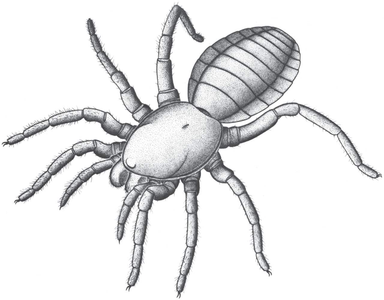 Descubren el eslabón entre los primeros arácnidos y las arañas modernas