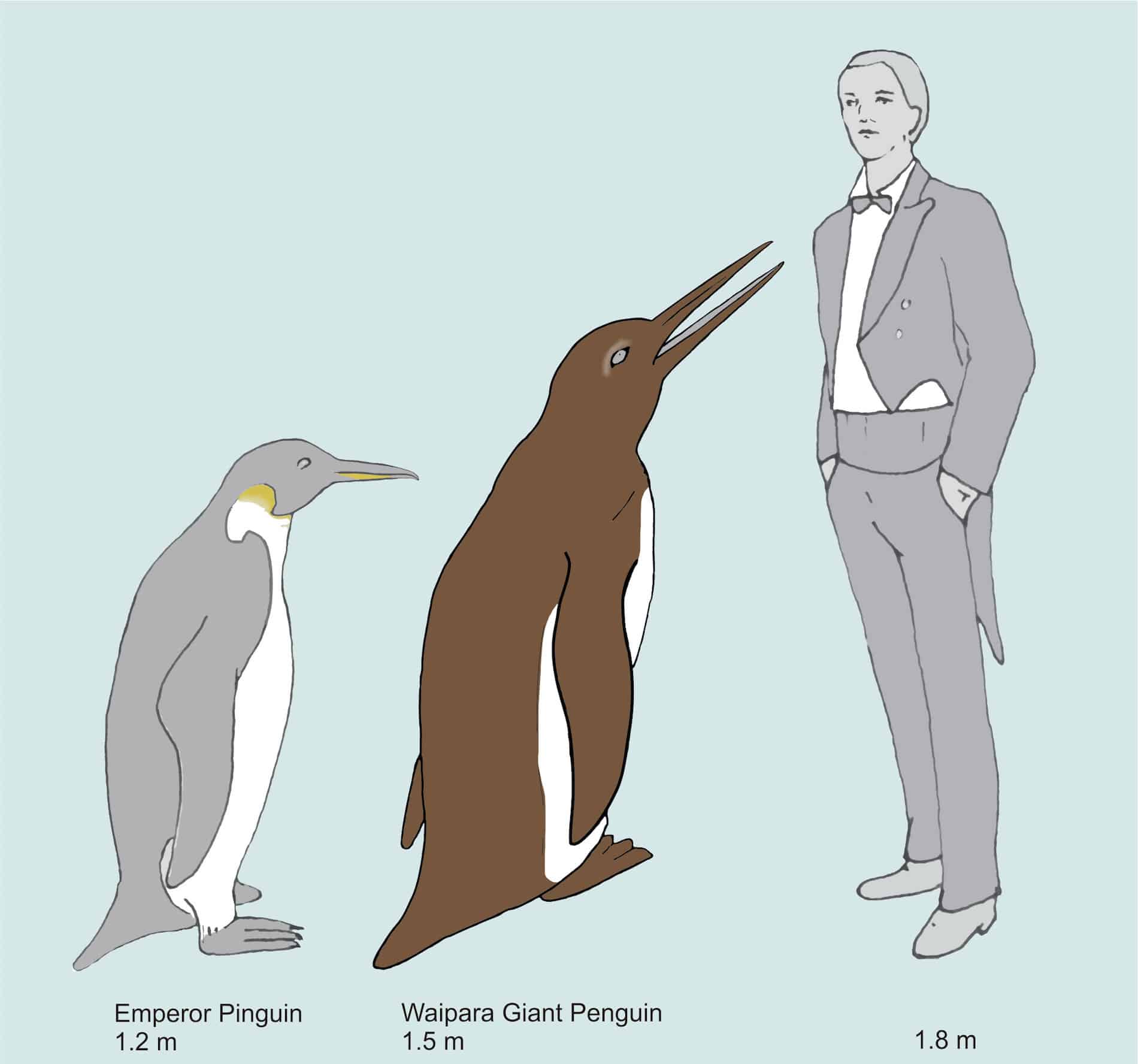 Descubren el fósil más antiguo de un pingüino gigante