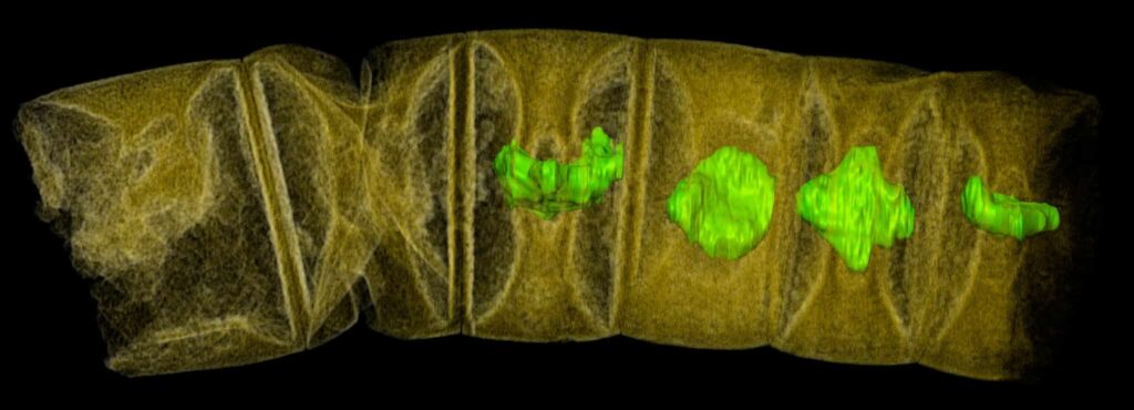 Descubren el fósil más antiguo de un vegetal 1 descubren el fosil mas antiguo de un vegetal Descubren el fósil más antiguo de un vegetal