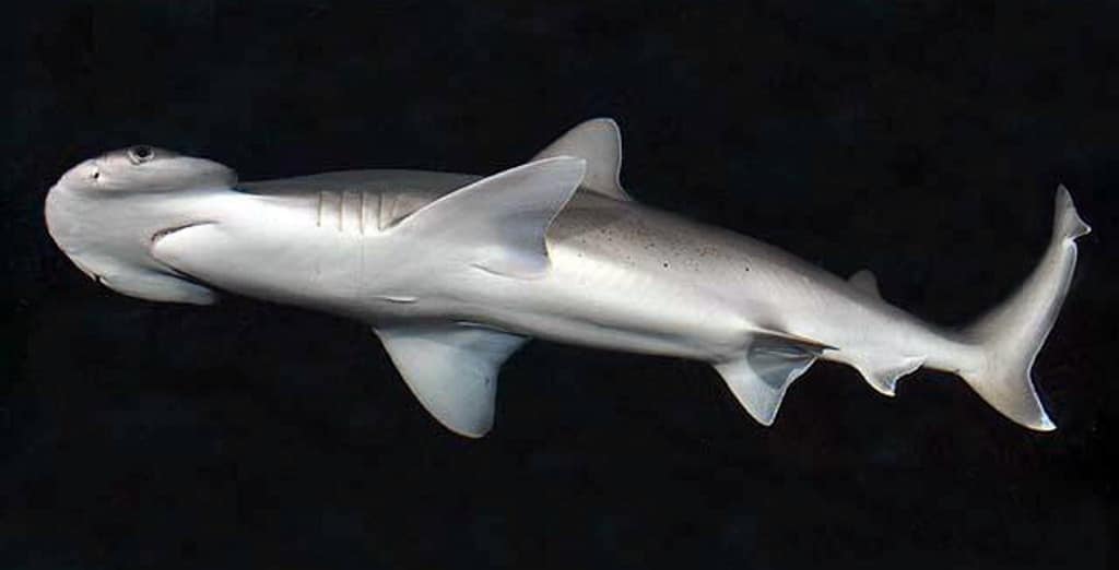 Descubren el primer tipo de tiburón omnívoro