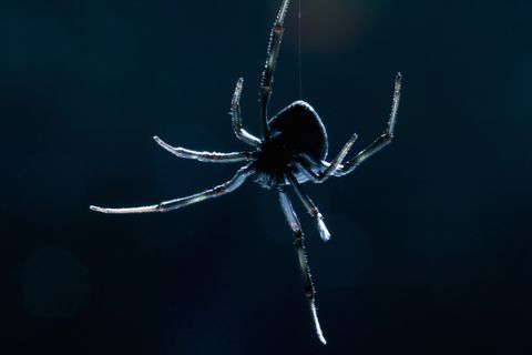 Descubren el síntoma más extraño causado por la picadura de una araña venenosa