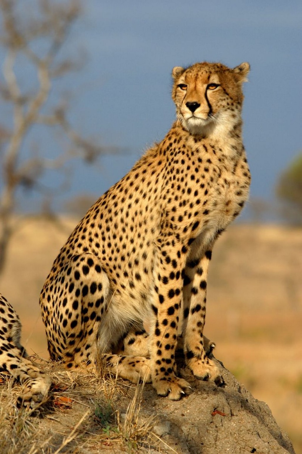 Descubren el truco de los guepardos para burlar a los leones: comer más rápido
