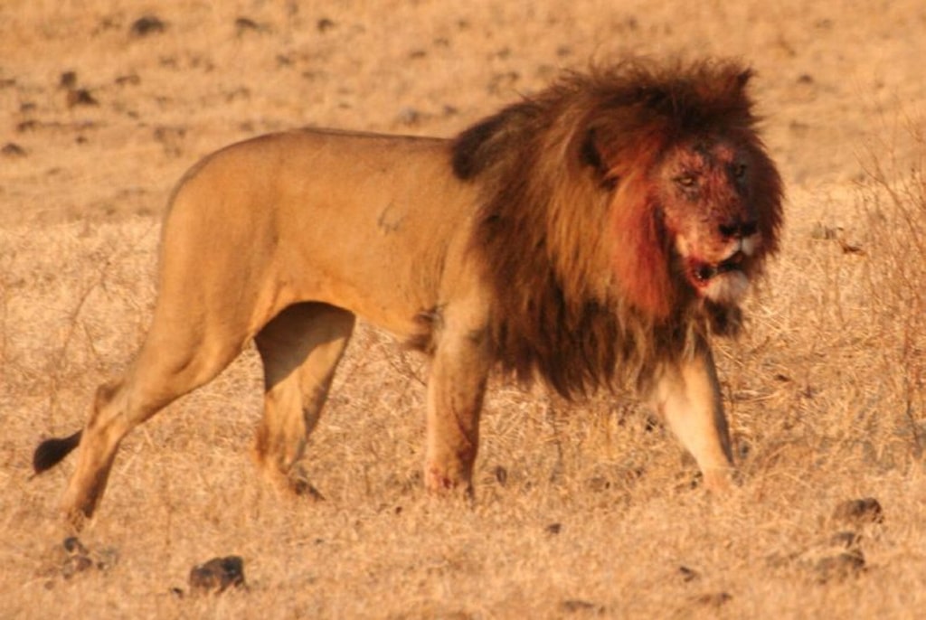 Descubren en África restos de leones gigantes