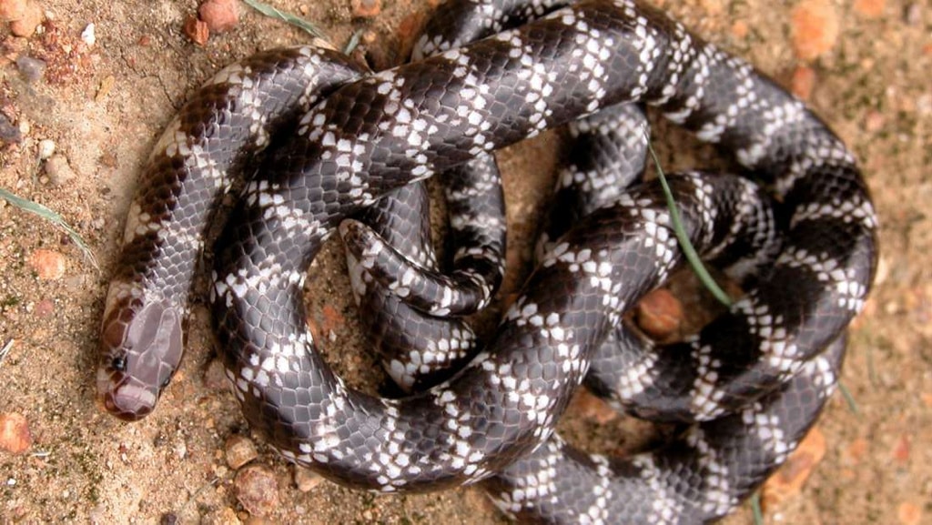 Descubren en Australia un nuevo tipo de serpiente venenosa