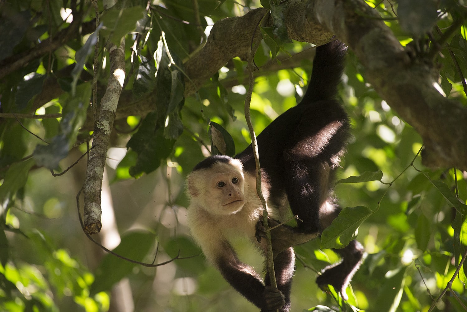 Descubren, en Panamá, al primer mono de América del Norte