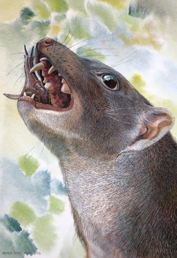 Descubren fósil de un marsupial desconocido 1 descubren fosil de un marsupial desconocido Descubren fósil de un marsupial desconocido