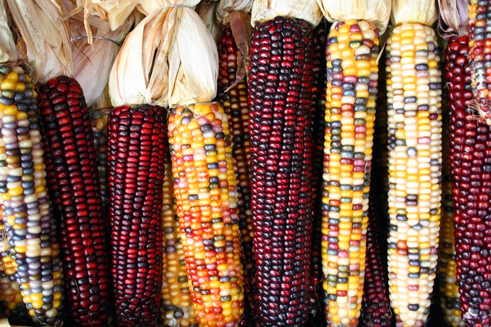 Descubren la enorme diversidad genética que escondía el maíz