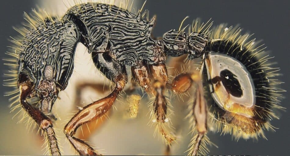 Descubren la hormiga más bella del mundo