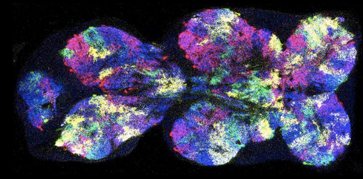 Descubren las células madre que desarrollan el cerebro