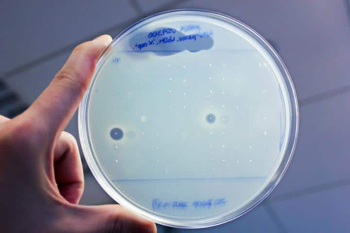 Descubren nuevos antibióticos estudiando el microbioma