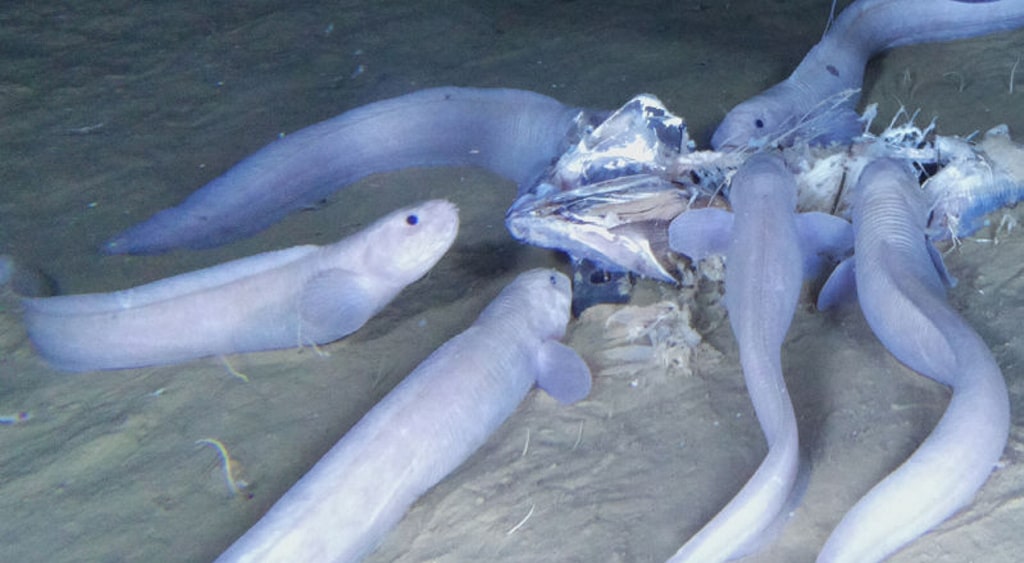 Descubren peces fantasmas a 7.500 metros de profundidad