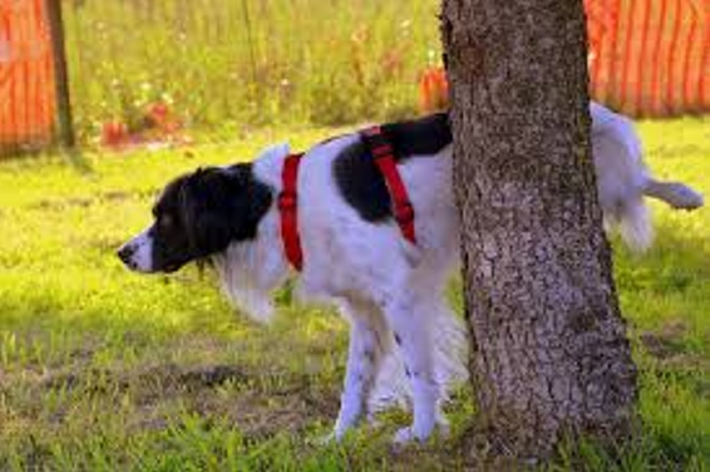 Descubren por qué algunos perros tratan de orinar más alto