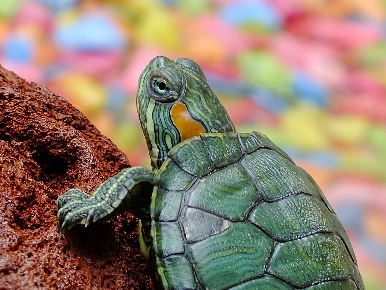 Descubren por qué las tortugas tienen caparazón