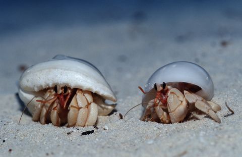 Descubren la causa de que los cangrejos ermitaños tengan unos penes tan grandes
