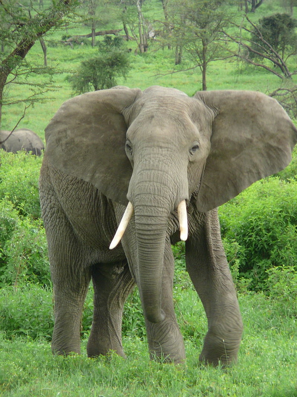 Descubren por qué los elefantes casi no tienen cáncer