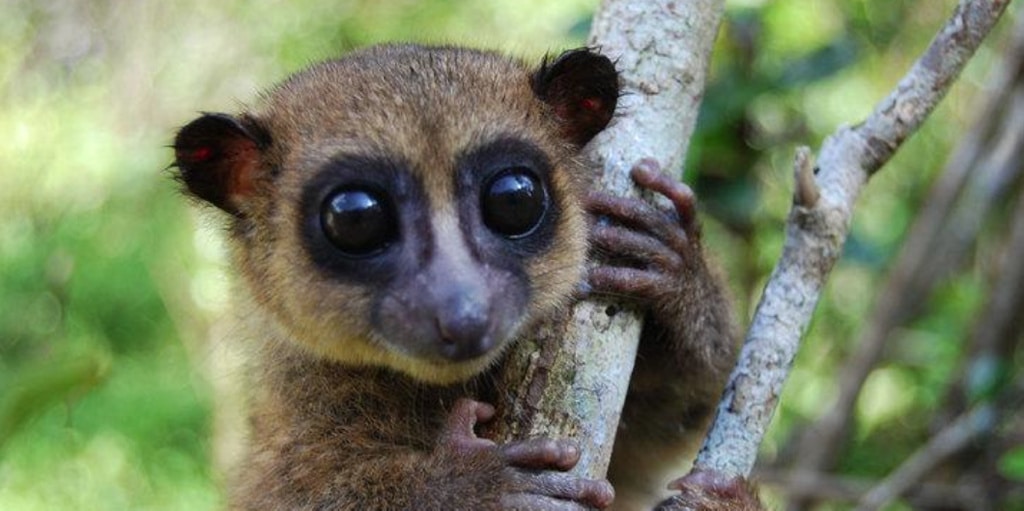 Descubren por qué los lemures se frotan los genitales y el ano con miriápodos