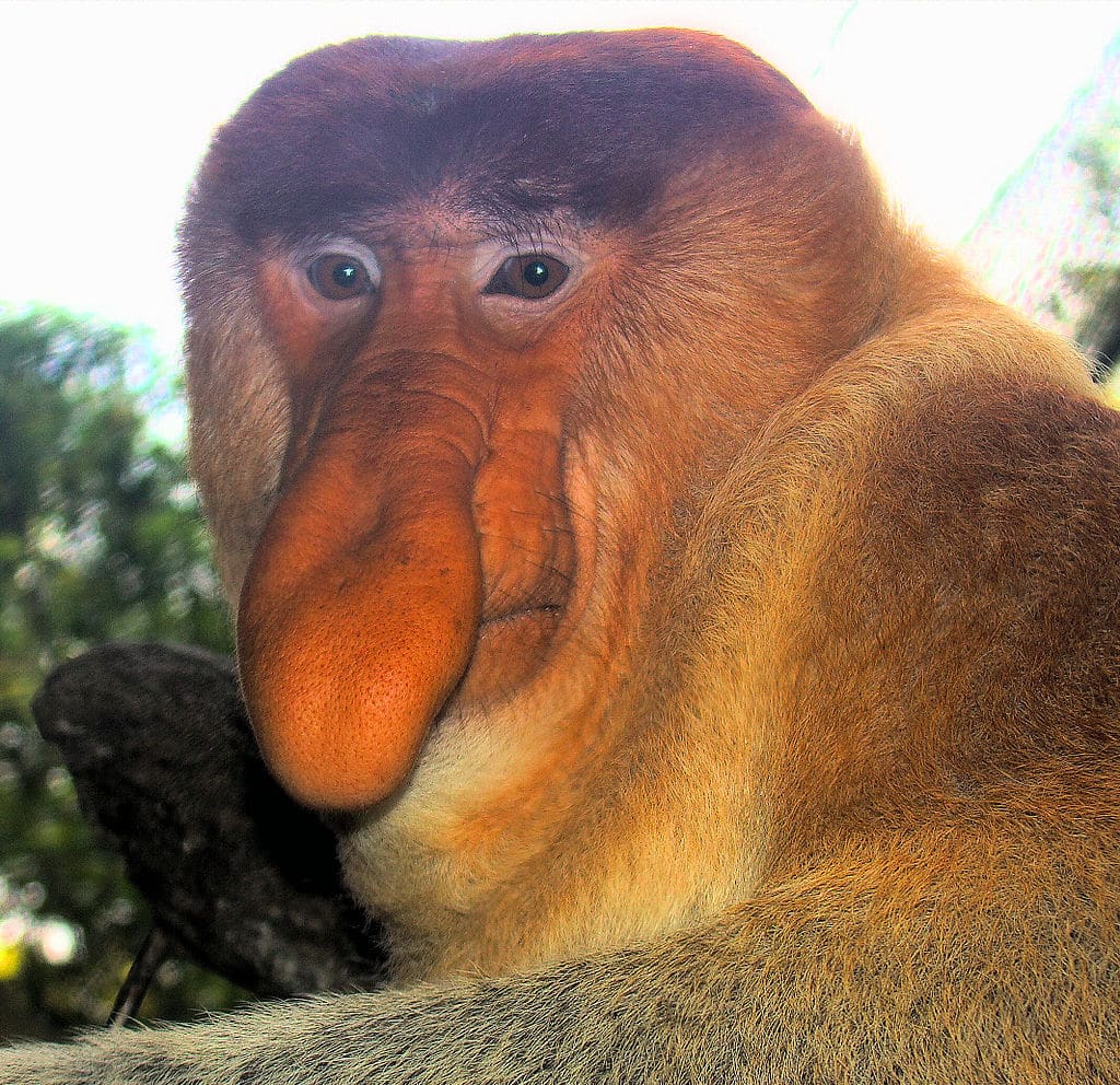Descubren por qué los monos narigudos tienen las narices tan grandes