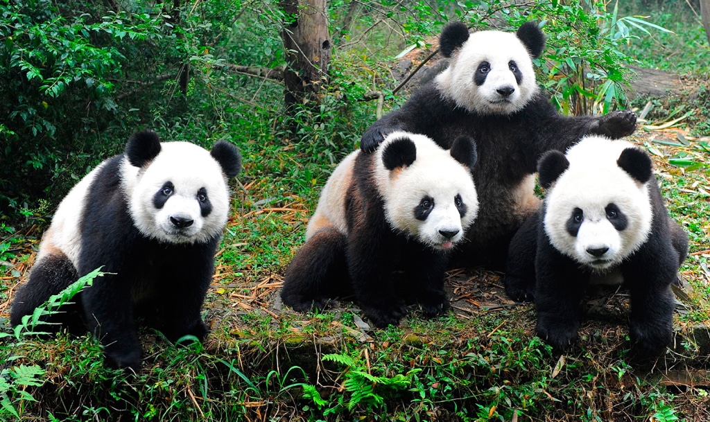Descubren por qué los osos panda son blancos y negros