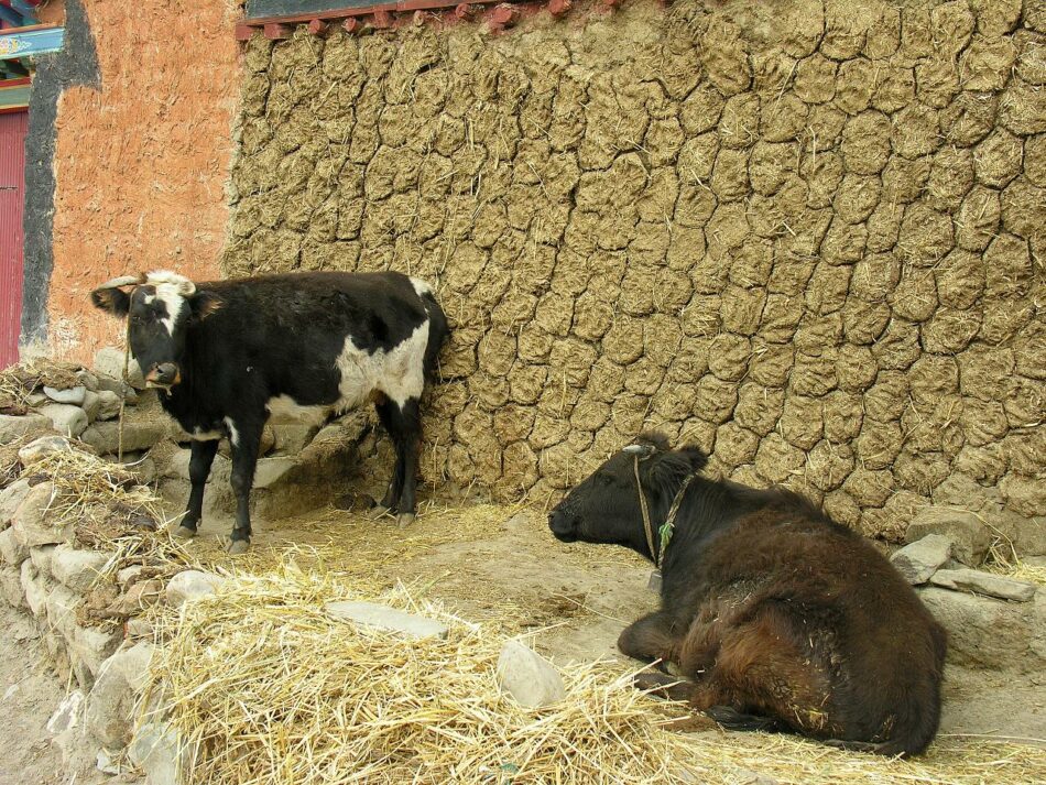 Descubren que el estiércol de vacas tratadas con antibióticos tiene el doble de metano