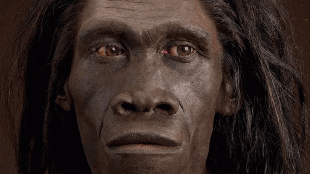 Descubren que el Homo erectus se extinguió por perezoso