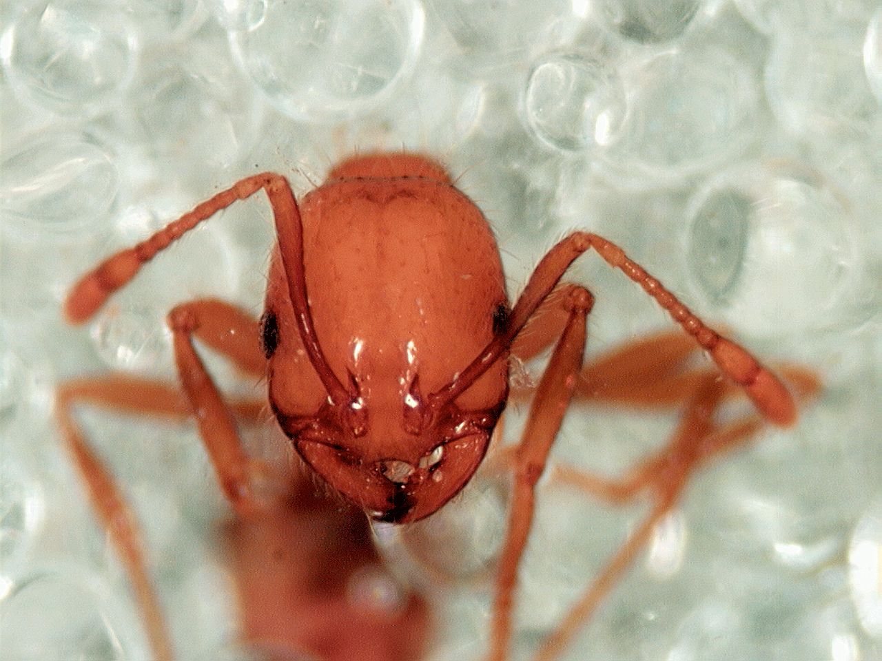 Descubren que las hormigas rojas podrían ayudar a tratar la psoriasis