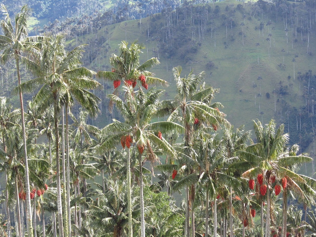 Descubren que las palmeras colombianas están cambiando de sexo