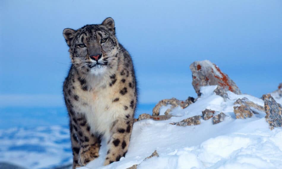 Descubren tres nuevas subespecies de leopardos de la nieve