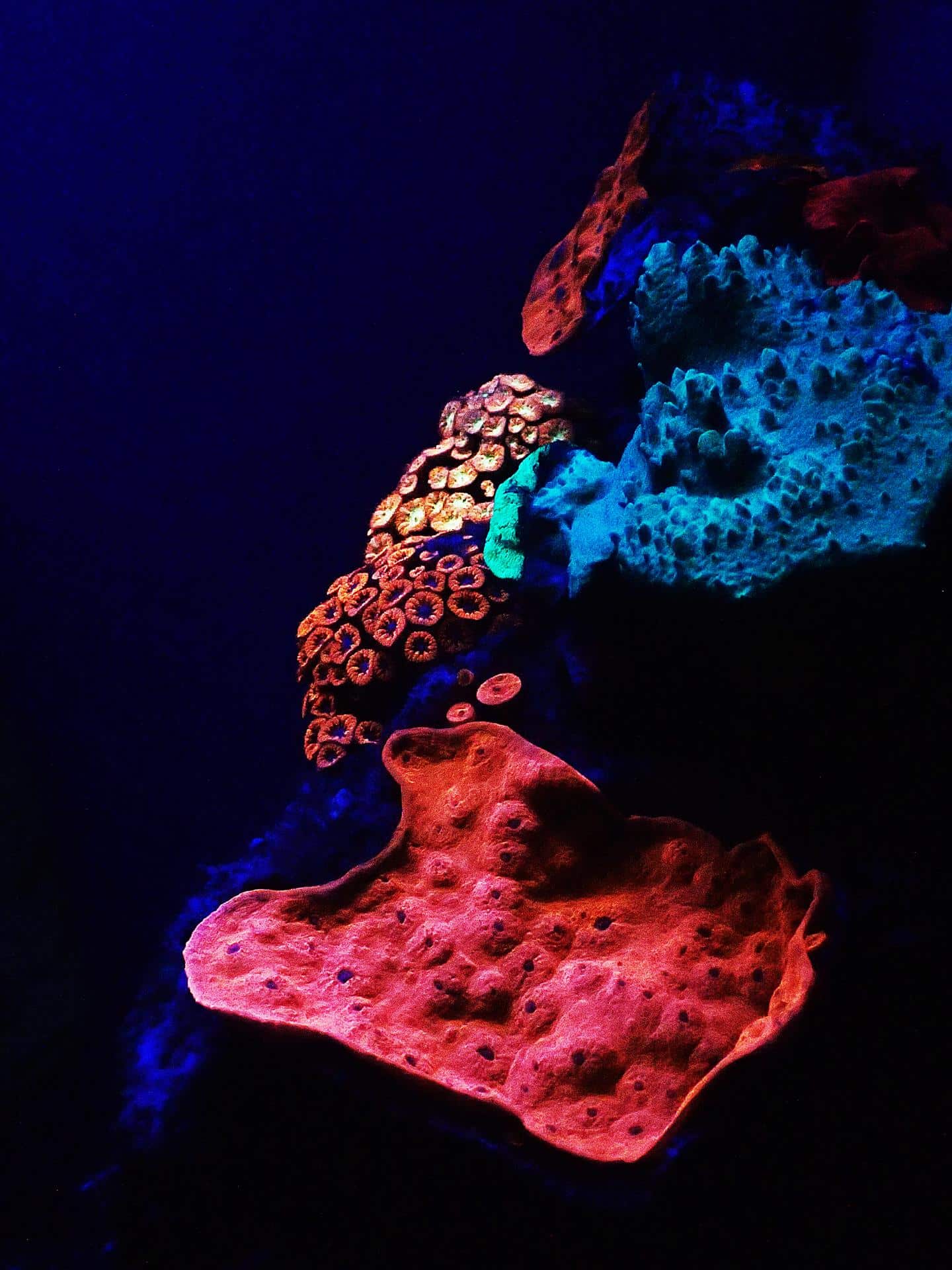 Descubren un arco iris de coral bajo el Mar Rojo