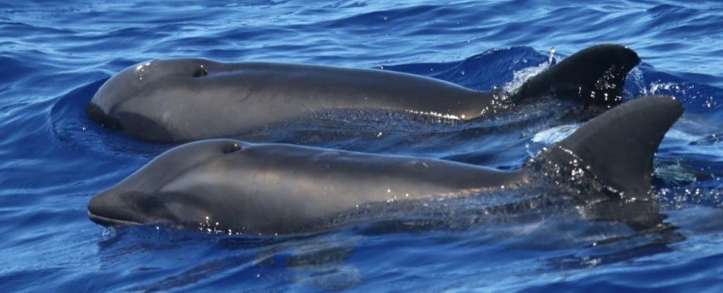 Descubren un híbrido entre dos tipos de cetáceos
