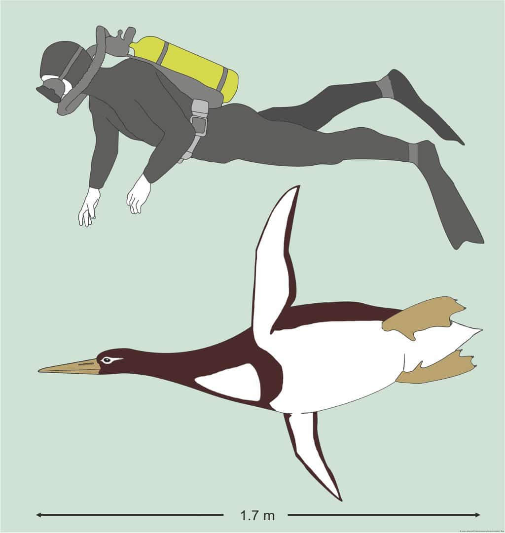 Descubren una especie de pingüino prehistórico gigante, tan grande como un refrigerador