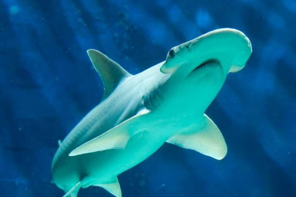 Descubren una especie de tiburón que también come algas y plantas
