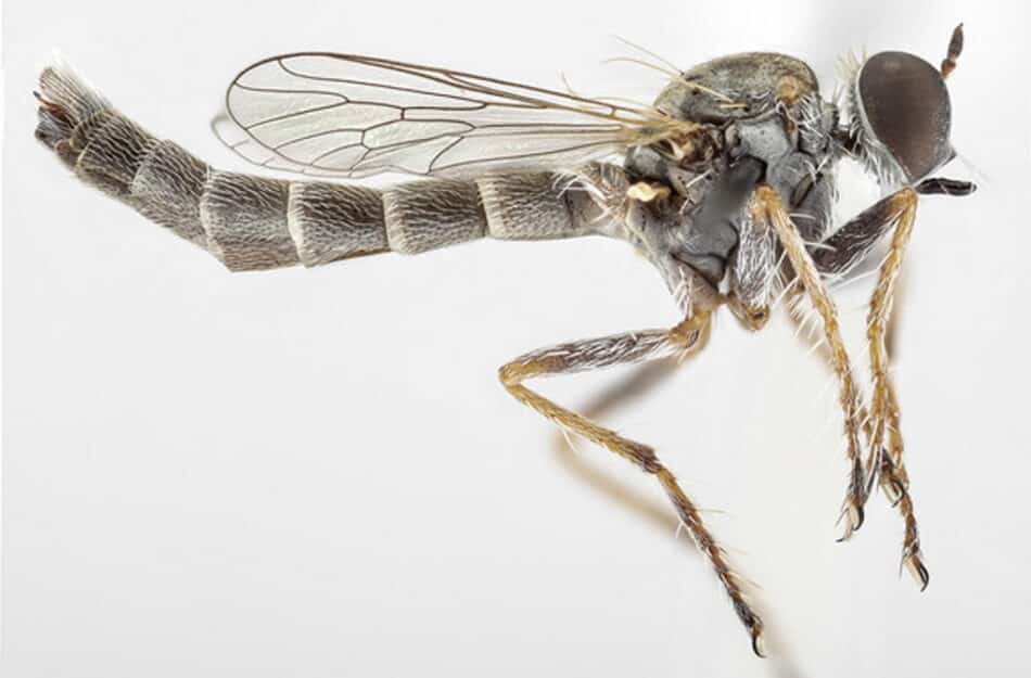 Descubren una nueva especie de mosca asesina