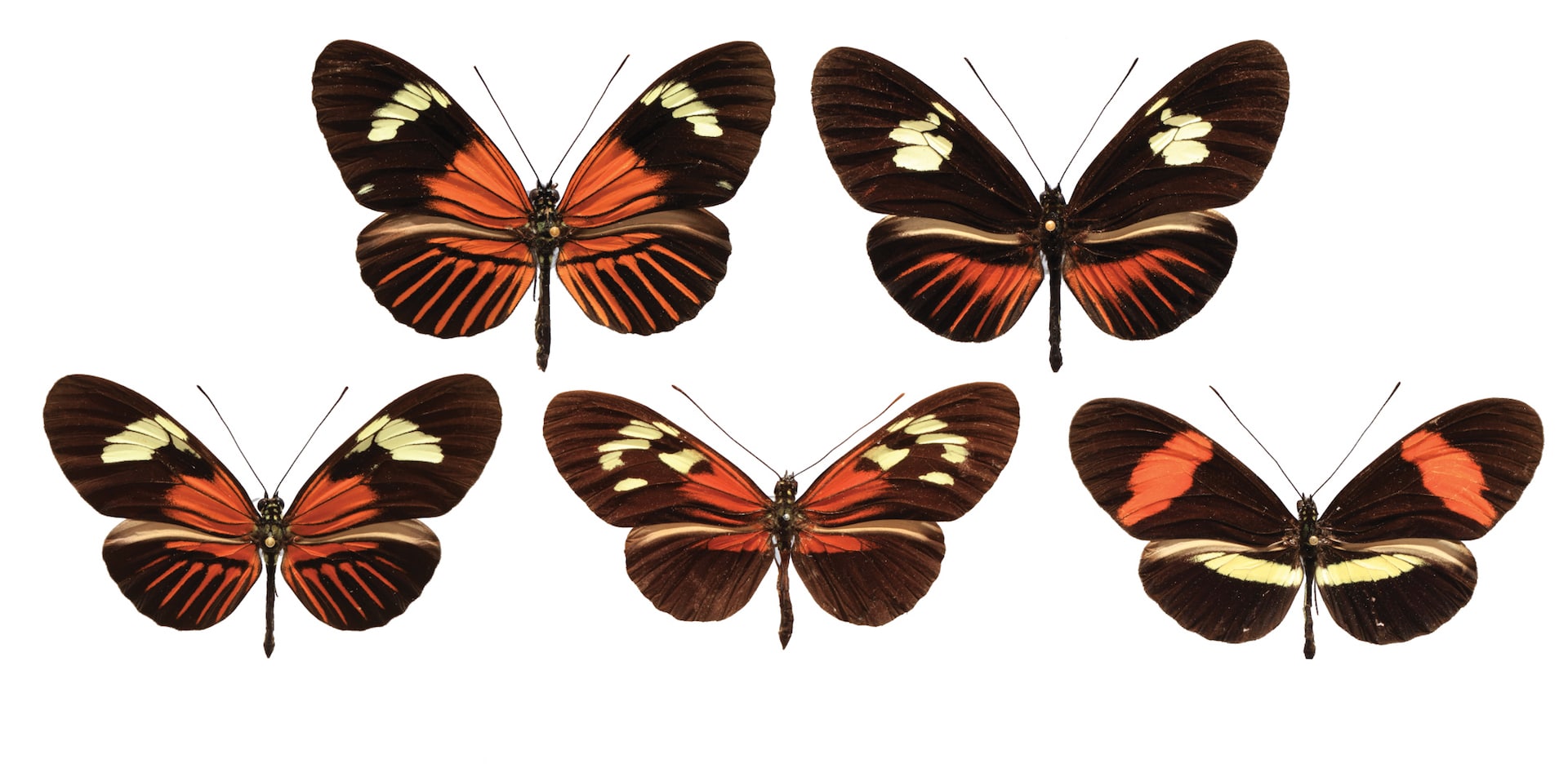 Descubren una “paleta de colores” genética en las mariposas