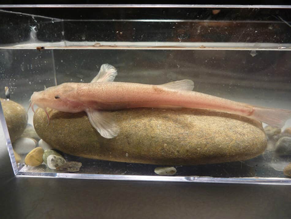 Descubren una variedad de pez prehistórico en Alemania