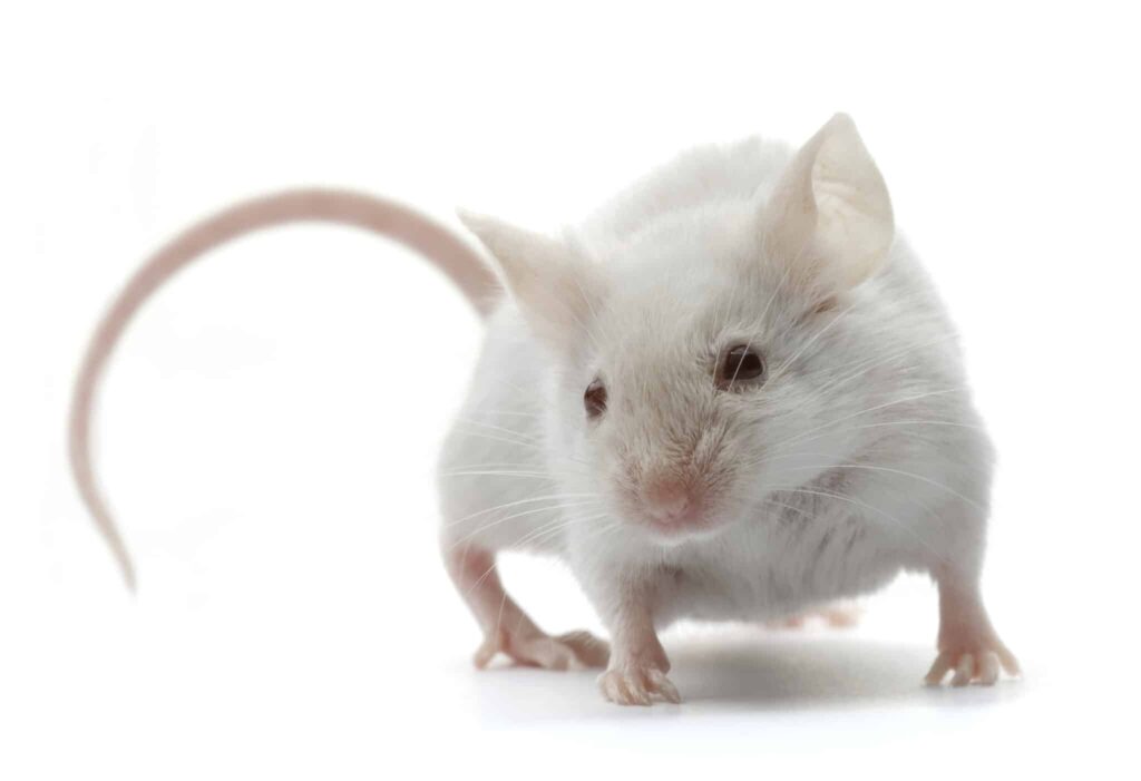 Devuelven la vista a ratones ciegos implantándoles fotorreceptores 1 devuelven la vista a ratones ciegos implantandoles fotorreceptores Devuelven la vista a ratones ciegos implantándoles fotorreceptores