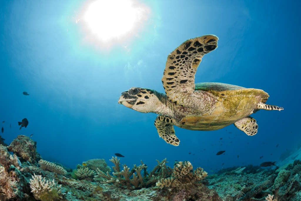 8 bellísimas imágenes para celebrar el Día Mundial de los Océanos