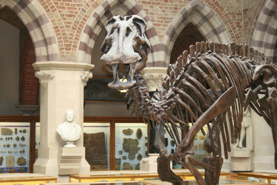 Diagnostican el primer caso de artritis en dinosaurios